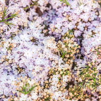 薄紫色に咲くライラックの花と緑の葉の写真