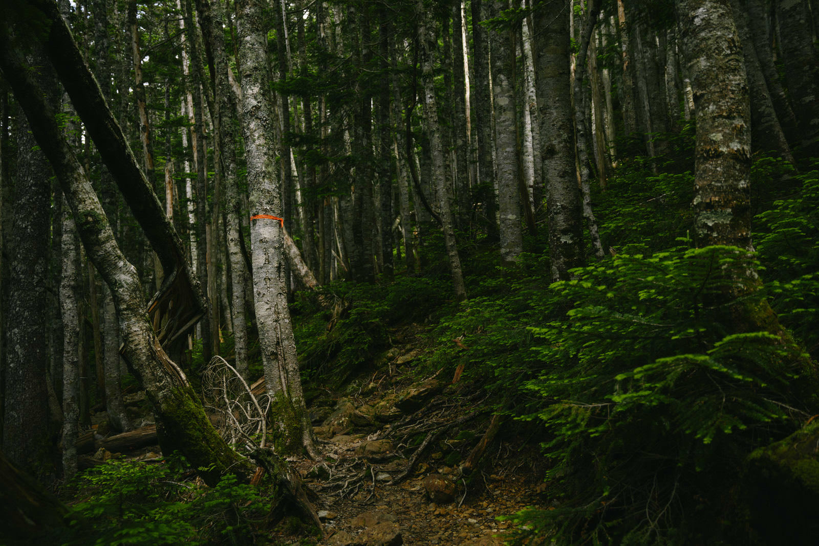樹林帯の中を進む登山者と苔が生い茂る森の登山道