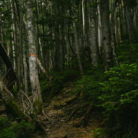 鳥倉登山道の樹林帯を進む登山者の写真
