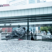 東京・日本橋の石護岸で休むグレーのカワラバトの写真