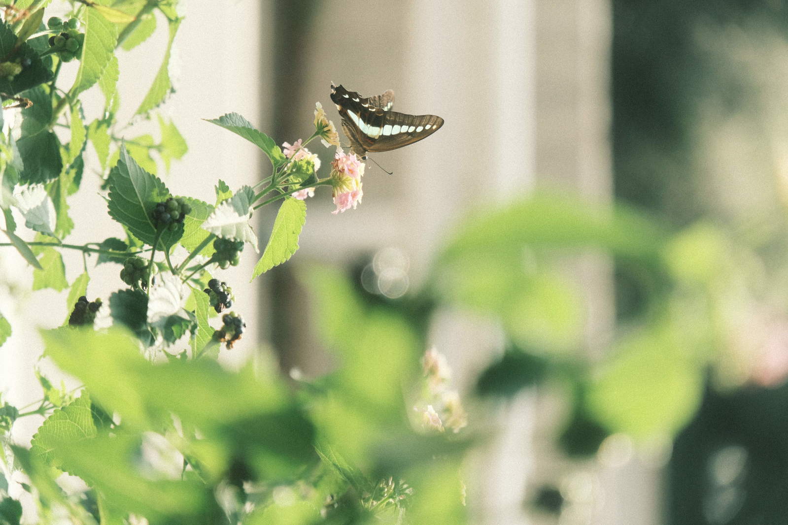 白い花の蜜を吸う青緑色の羽を持つアオスジアゲハ