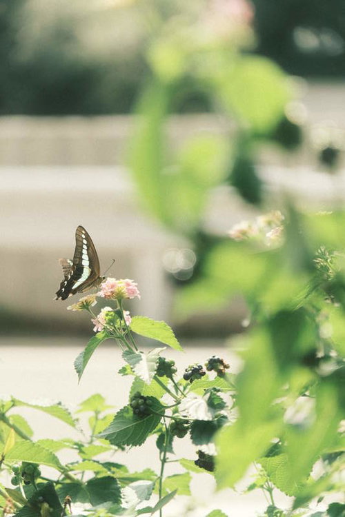 白い花の蜜を吸うアオスジアゲハ