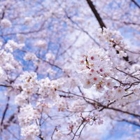 春晴れの空の下で気持ちよく咲く咲きたてのソメイヨシノの桜並木の写真