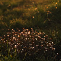 暮れる夕日に照らされる雑草の花の写真
