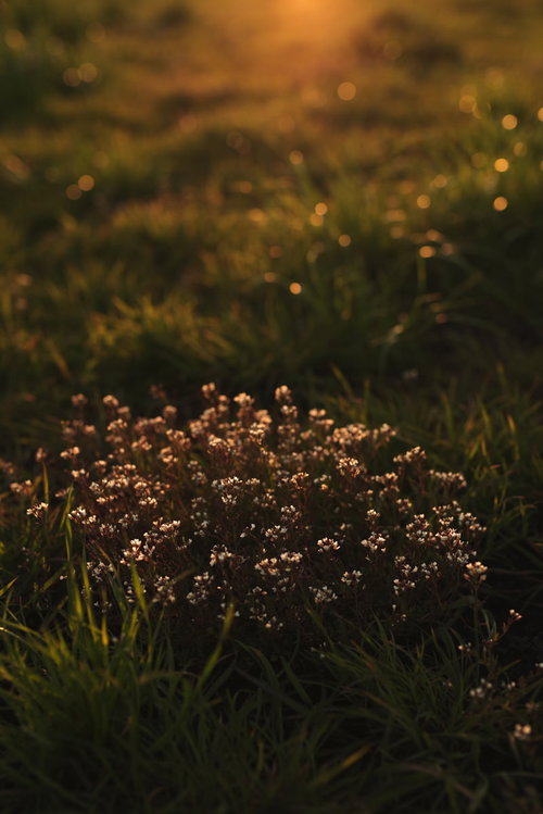 暮れる夕日に照らされる雑草の花
