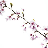 春の桜の枝と花びら（曇り空）の写真