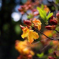 長野県小沢根のエクスバリーアザレアに付く水滴の写真