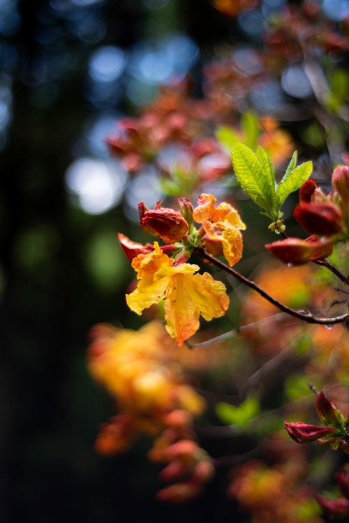 長野県小沢根のエクスバリーアザレアに付く水滴
