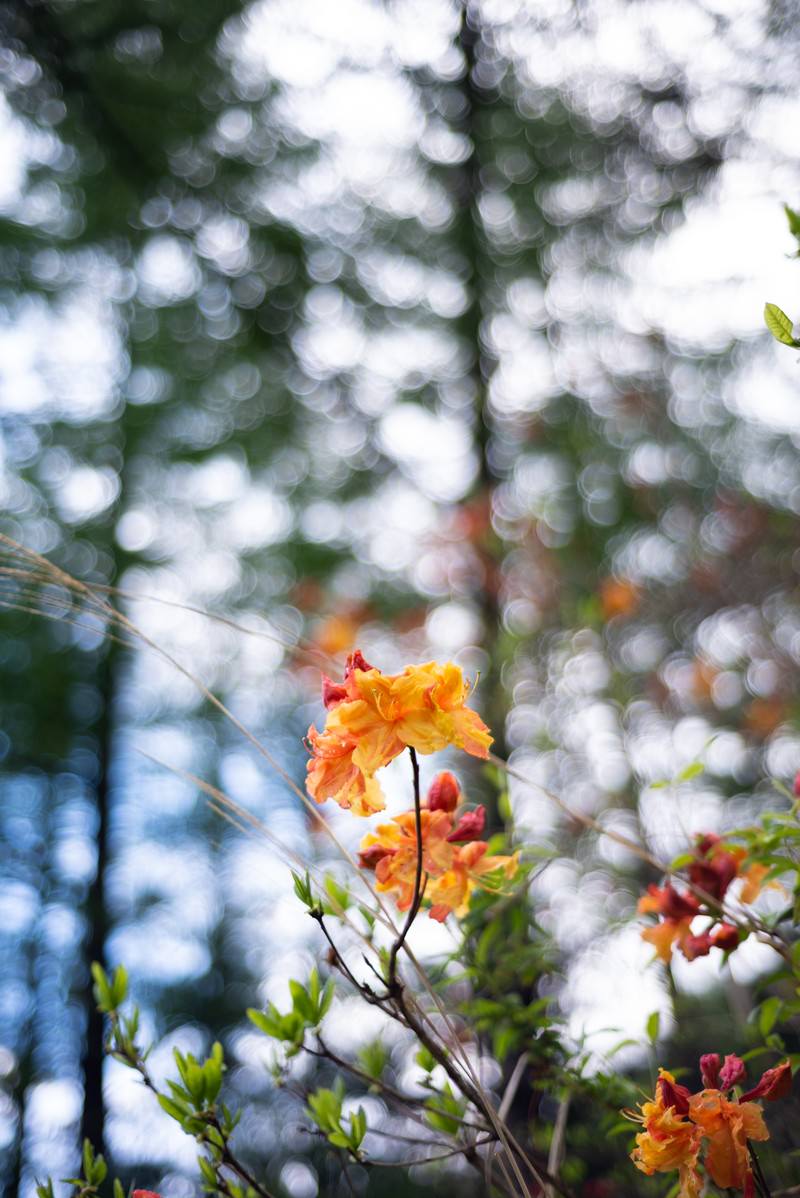 緑豊かな自然の中でオレンジ色の花を咲かせるエクスバリーアザレア