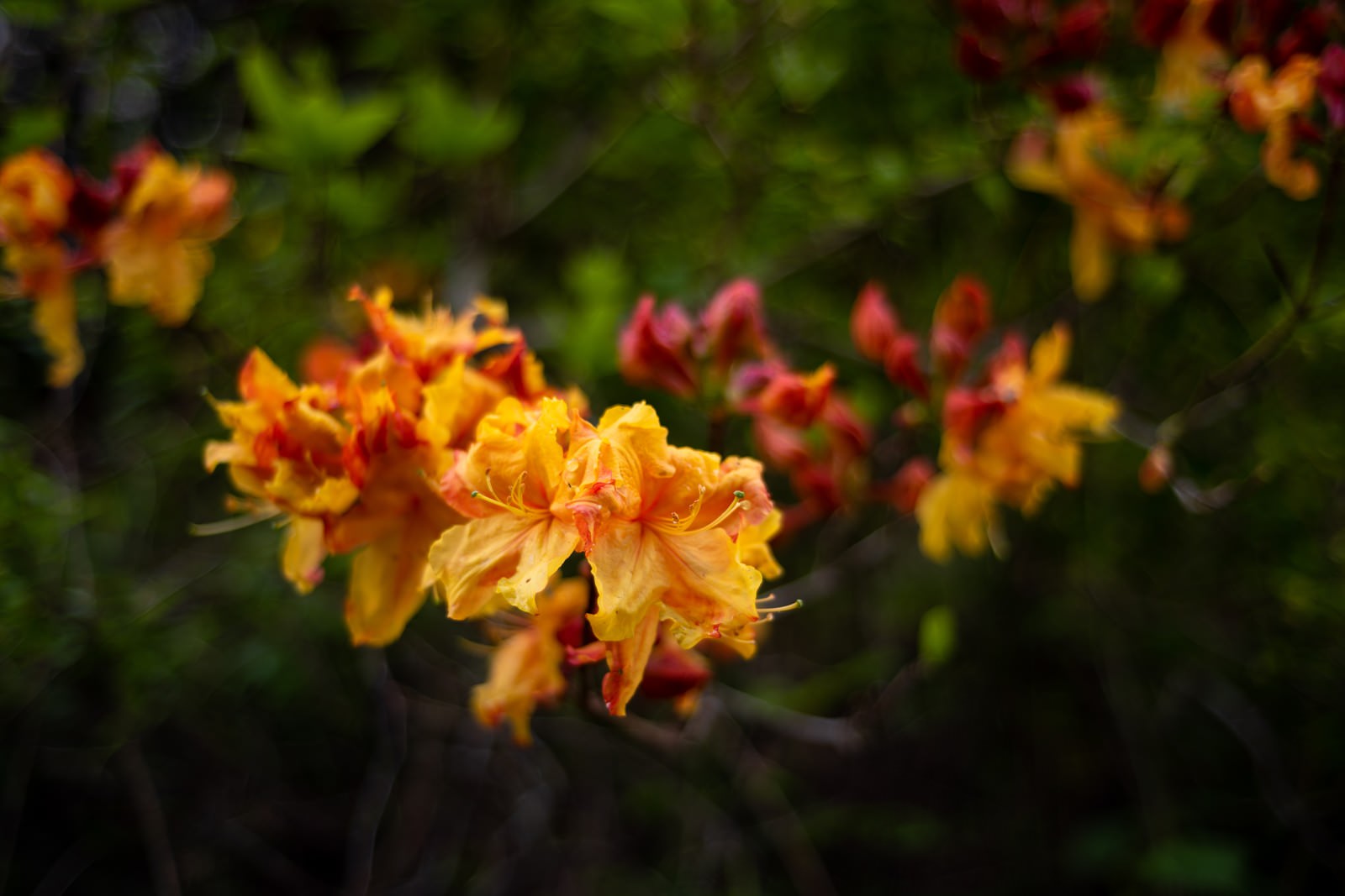 オレンジと黄色の花びらを持つエクスバリーアザレアの花