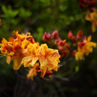 ツツジ科のエクスバリーアザレア（小沢根）の花の写真