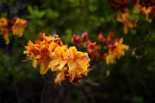 ツツジ科のエクスバリーアザレア（小沢根）の花
