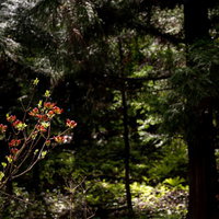 樹海の森の中で木漏れ日を受けて咲く花々と苔むした林床の写真