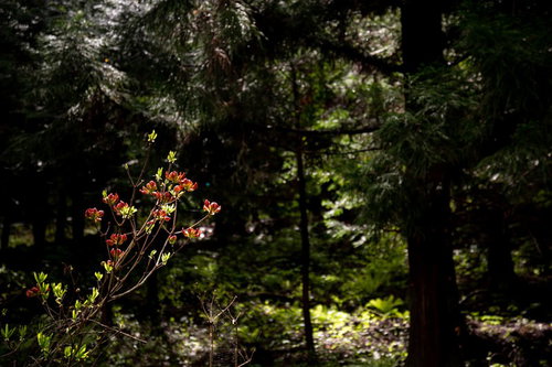 樹海の森の中で木漏れ日を受けて咲く花々と苔むした林床