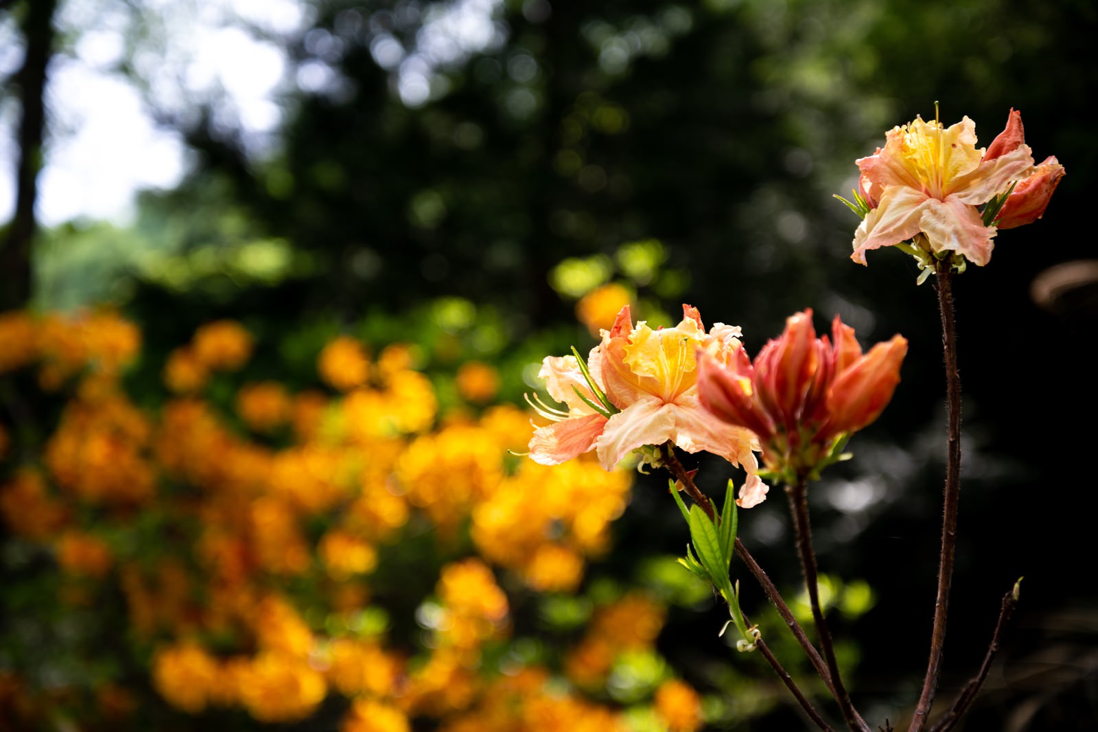 群生地に咲くオレンジ色のエクスバリーアザレアの花