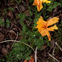 エクスバリーアザレアの落ち花が地面に散る春の庭の写真