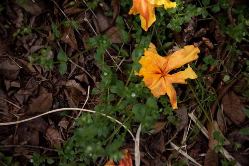 エクスバリーアザレアの落ち花が地面に散る春の庭