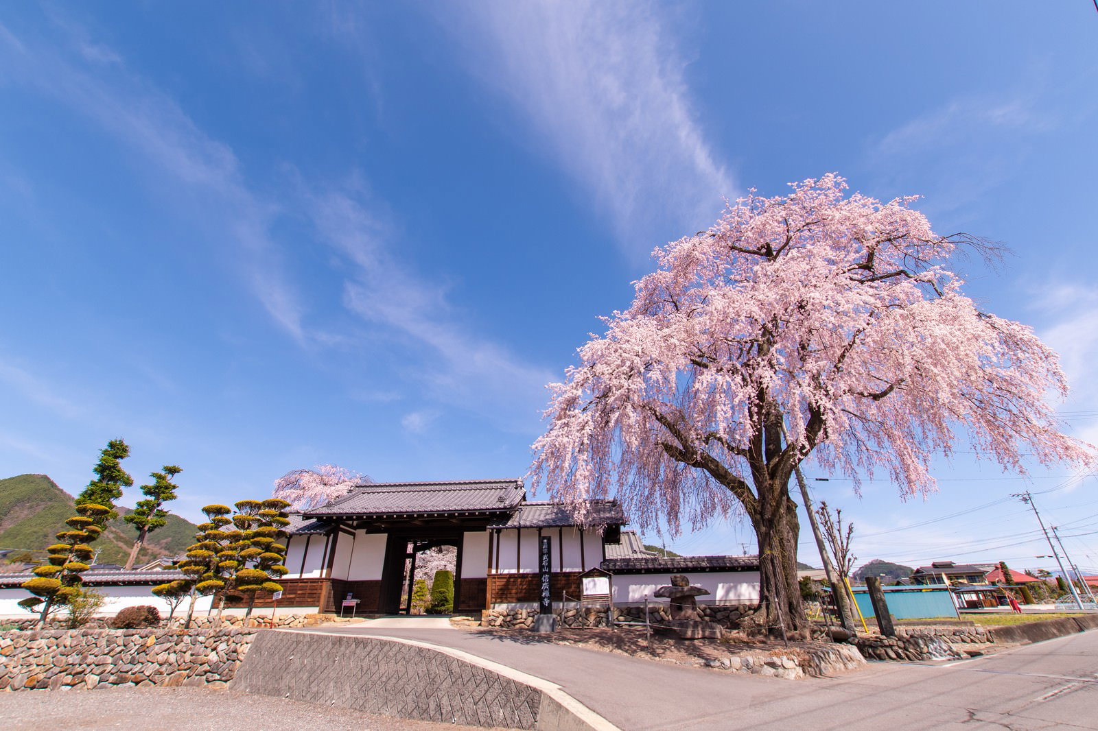 信広寺で満開に咲くしだれ桜