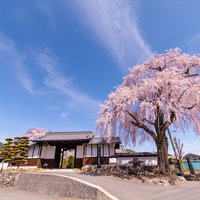 春の信広寺で満開に咲くしだれ桜の写真
