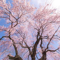 咲き誇る信広寺のシダレザクラが満開に咲く春の景色の写真
