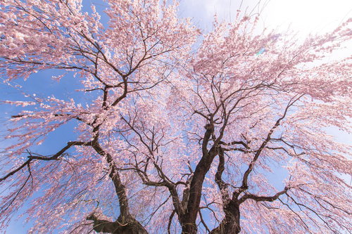 咲き誇る信広寺のシダレザクラが満開に咲く春の景色