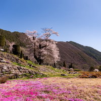 大布施のヒガンザクラと芝桜が咲く春の山麓風景の写真