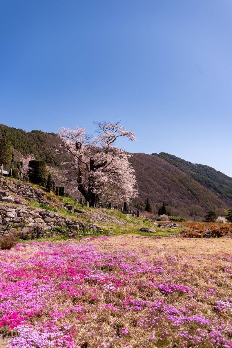 山麓に咲く大布施のヒガンザクラと手前に広がるピンクの芝桜