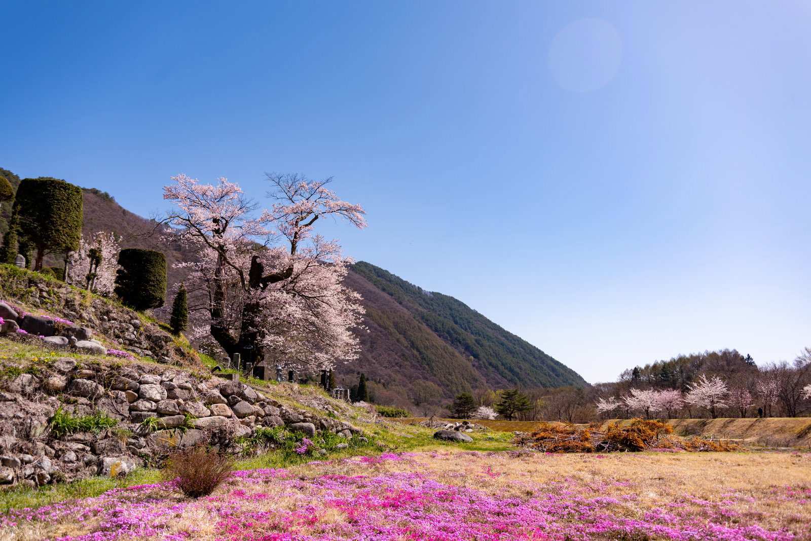 山の麓に咲く彼岸桜と地面一面に広がるピンクの芝桜