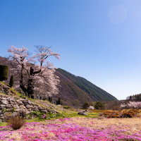 大布施の彼岸桜と芝桜が咲く山麓の春景色の写真