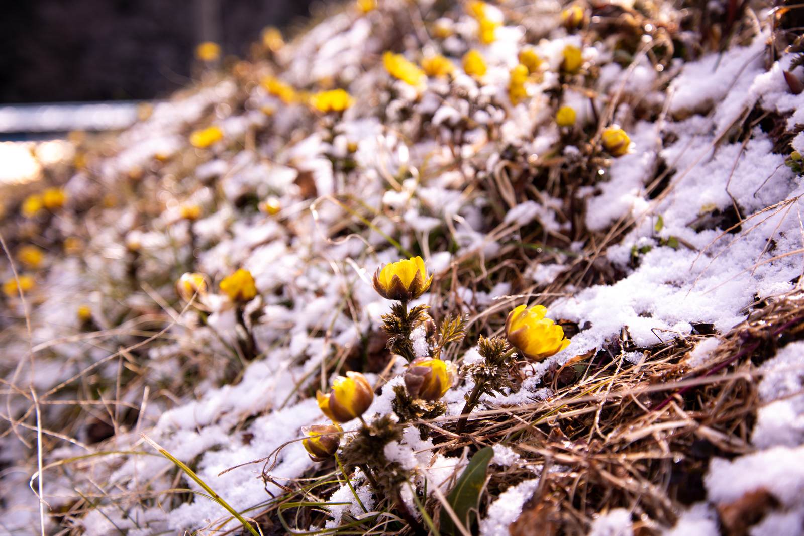 雪が残る地面に黄色い福寿草の花が咲いている春の自然風景