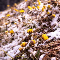 残雪の中、花咲く福寿草群生地の黄色い花（唐沢）の写真
