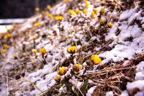 残雪の中、花咲く福寿草群生地の黄色い花（唐沢）