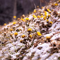 残雪の中からひょっこり顔を出し始める福寿草（唐沢）の写真