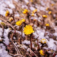 春の訪れを感じる残雪の中の福寿草群生地（唐沢）の写真