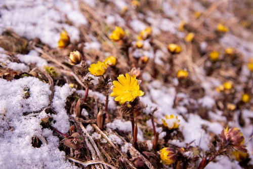 春の訪れを感じる残雪の中の福寿草群生地（唐沢）