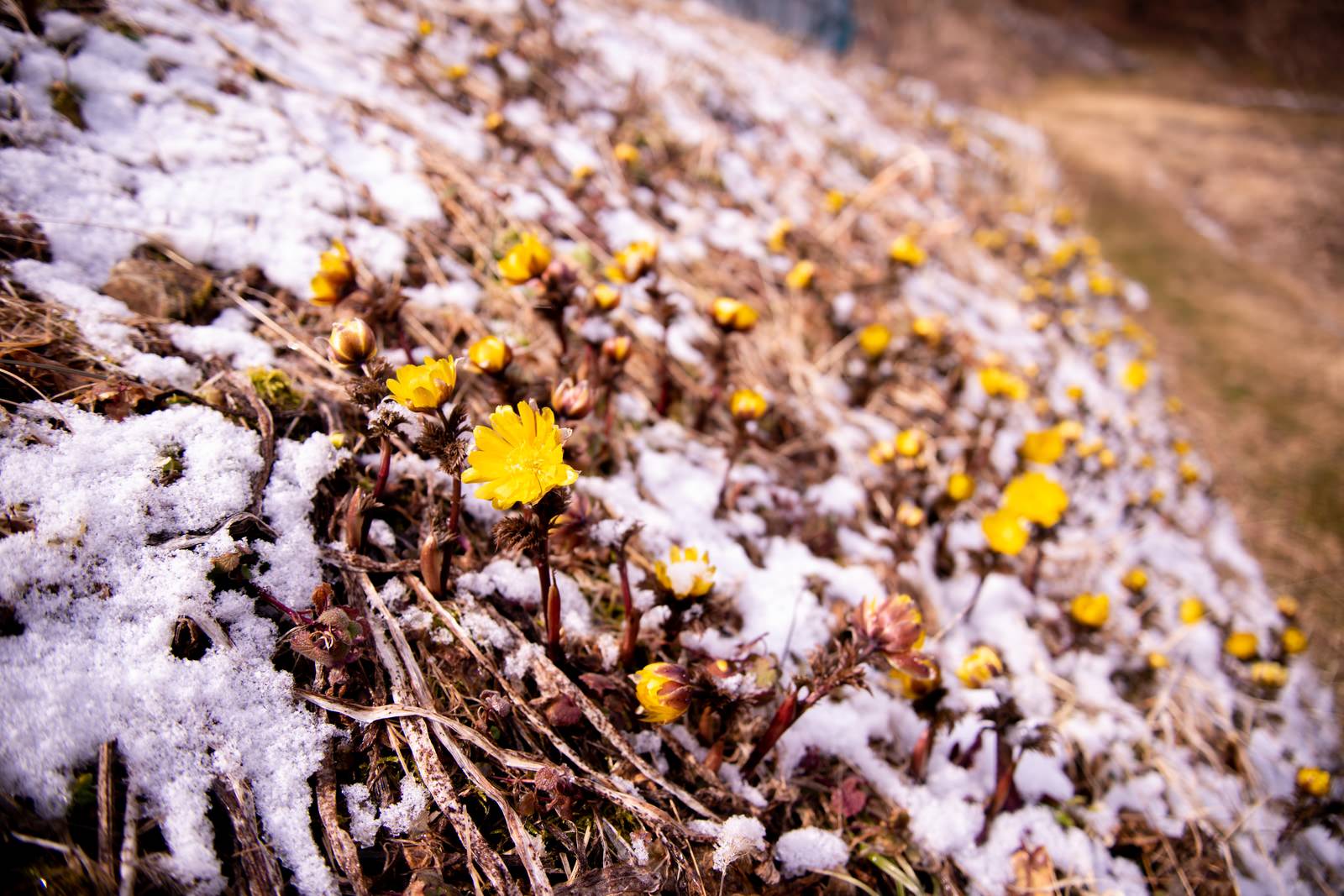 雪が残る斜面に群生して咲く黄色い福寿草の花