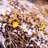 残雪の斜面に群生する福寿草の風景と初春の自然の写真
