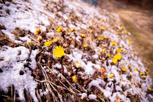 残雪の斜面に群生する福寿草の風景と初春の自然