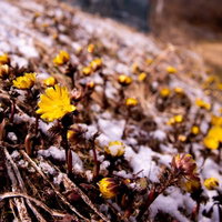 雪解けの早春に咲く福寿草（唐沢）の写真