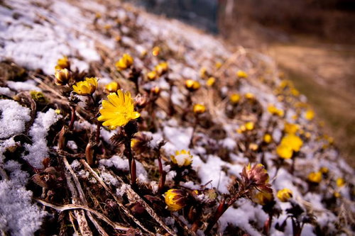雪解けの早春に咲く福寿草（唐沢）