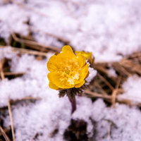 雪から顔を出す福寿草の黄色い花の写真