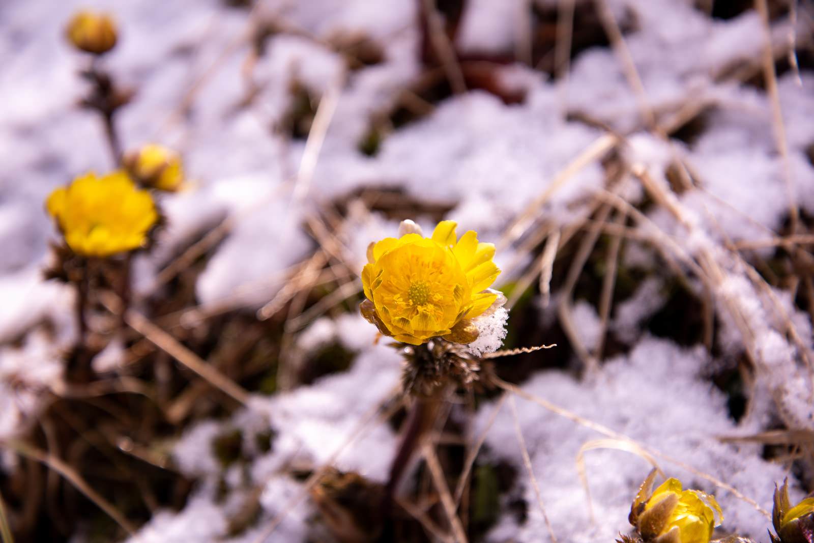 白い雪の中に咲く鮮やかな黄色い福寿草の花