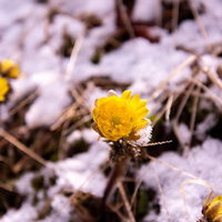 春の訪れを知らせる残雪の中に咲く福寿草の開花の写真