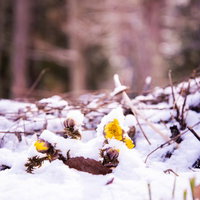 雪に埋もれて咲く春の訪れ福寿草、残雪の中の黄色い花の写真