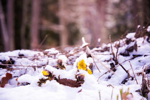 雪に埋もれて咲く春の訪れ福寿草、残雪の中の黄色い花