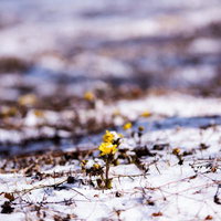 群生地で始まる福寿草の開花（唐沢）の写真