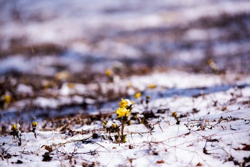 群生地で始まる福寿草の開花（唐沢）