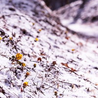 初春の訪れを待つ福寿草の蕾が顔を出す残雪の中の写真