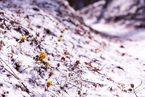 初春の訪れを待つ福寿草の蕾が顔を出す残雪の中