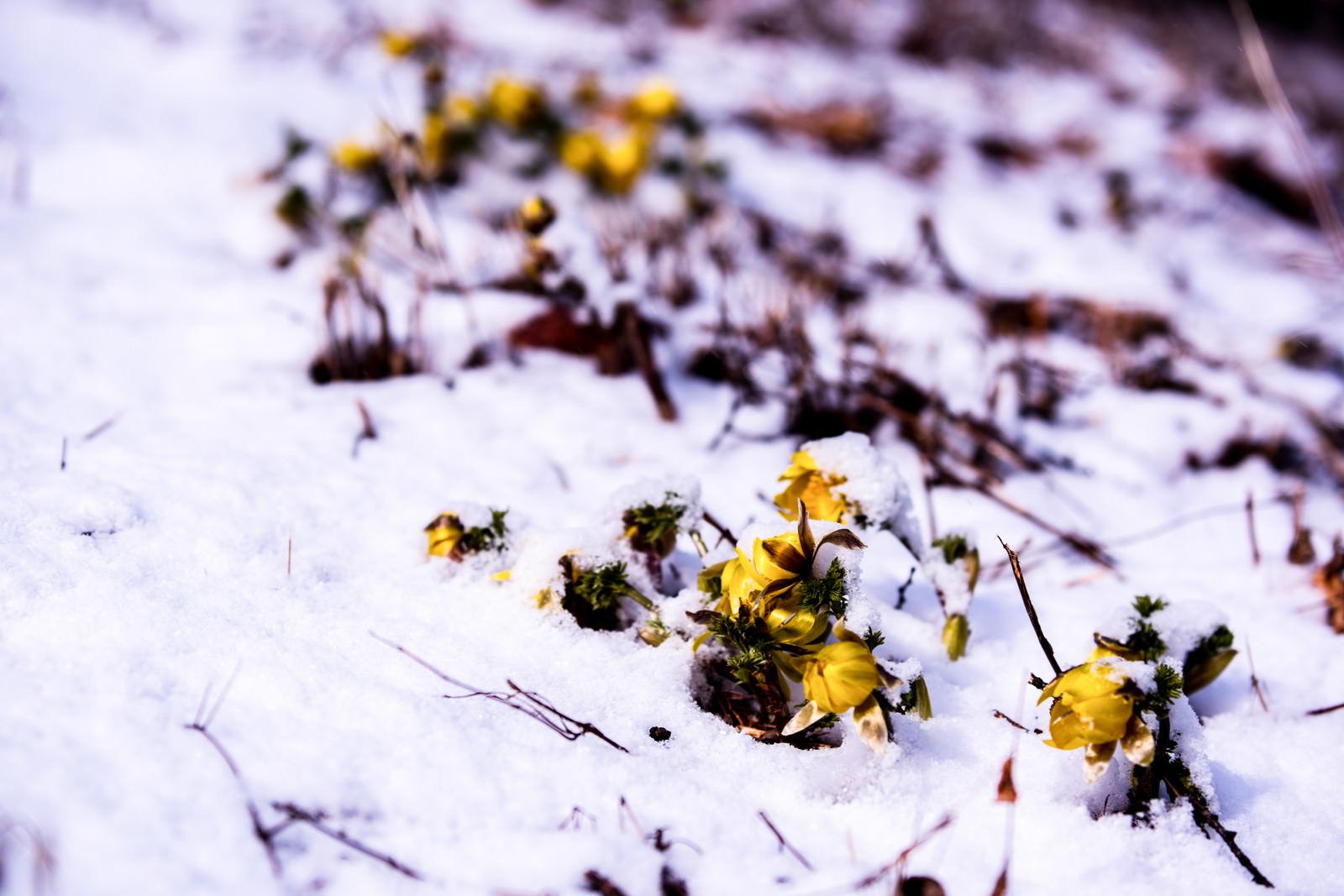 白い残雪の中から顔を出す黄色い福寿草の蕾